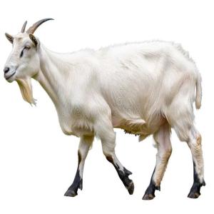Goat Meat Live Mbuzi